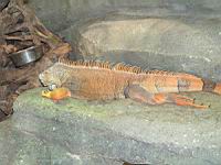 Iguane commun, Iguana iguana (ord Squamates)(ss-ord Sauriens)(fam Iguanides) (Photo F. Mrugala) (7)